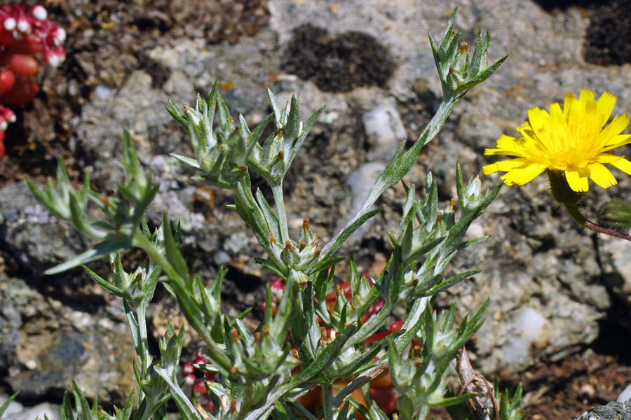 Logfia gallica (=Filago gallica) / Bambagia francese
